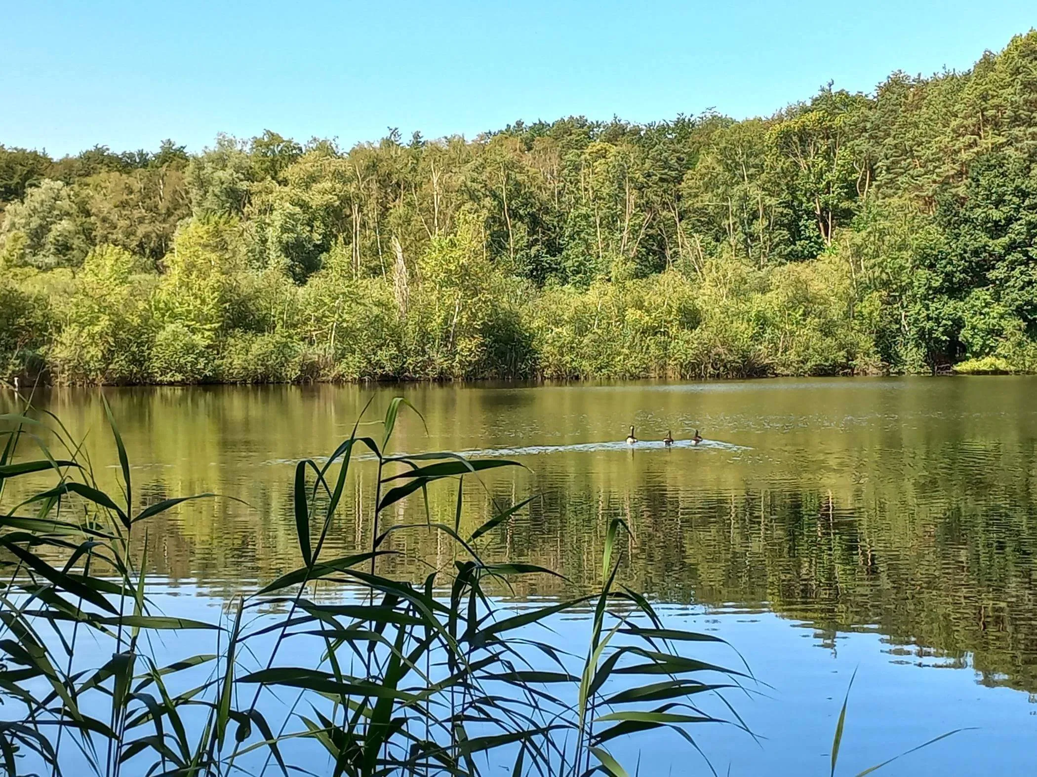 Vorschaubild für Ausbau des Phantasialandes stoppen
